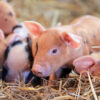 piglets at a farm