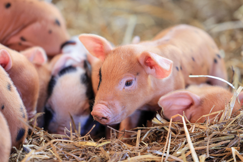 piglets at a farm