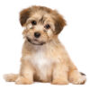 cute puppy