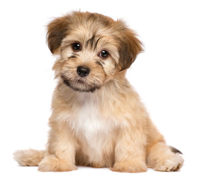 cute puppy